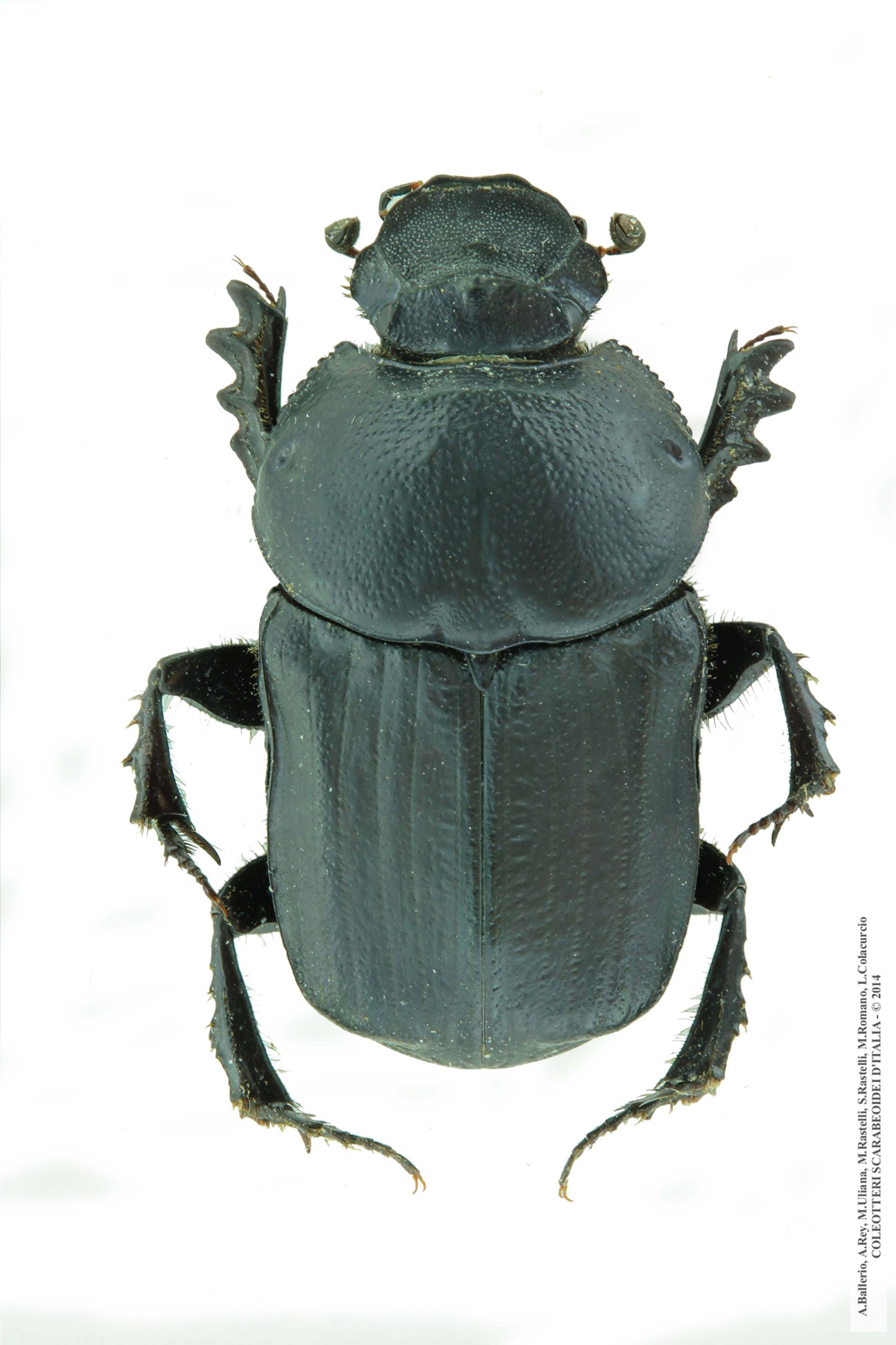 Cheironitis furcifer, femmina